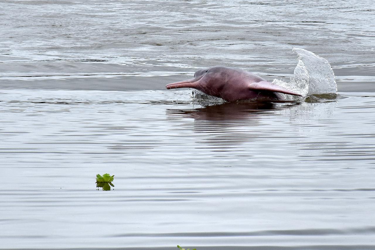 Yaku Amazon Lodge & Expeditions Paraíso 外观 照片