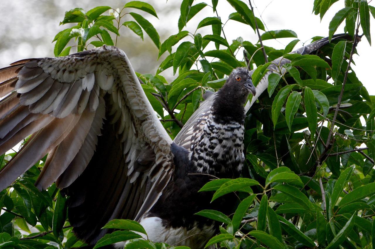 Yaku Amazon Lodge & Expeditions Paraíso 外观 照片