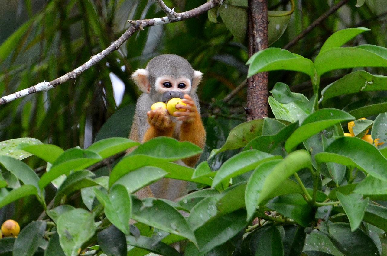 Yaku Amazon Lodge & Expeditions Paraíso 外观 照片